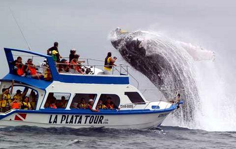 Baleine 1